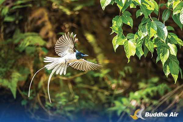 The Asian Paradise Flycatcher
